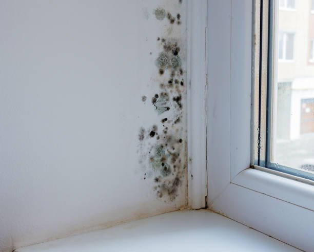 Anti Bacterial & Anti Fungal Wall Coating